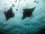 Mantas Ray - Ari Atoll - Maldives - April 2008