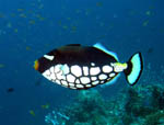 Clown Trigger fish - Ari Atoll - Maldives April 2008