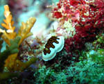 Nudibranch - Ari Atoll - Maldives April 2008