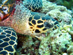 Turtle - Rasdhoo Atoll - Maldives - April 2008