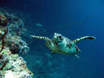 Turtle - Rasdhoo Atoll - Maldives - April 2008