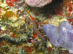 Pipefish - Ari Atoll - Maldives April 2008