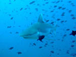 Grey Shark - Rasdhoo Atoll - Maldives - April 2008