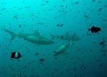 Grey Sharks - Rasdhoo Atoll - Maldives - April 2008