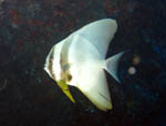 Batfish - Ari Atoll - Maldives April 2008