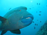 Napoleon Fish - Rasdhoo Atoll - Maldives - April 2008