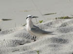 Bird on Island - Ari Atoll - Maldives April 2008