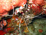 Box Shrimp - Ari Atoll - Maldives April 2008