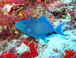 Blue Trigger Fish - Ari Atoll - Maldves - April 2008