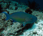 Parrot Fish - Ari Atoll - Maldves - April 2008