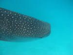 Whale Shark - Ari Atoll - Maldves - April 2008