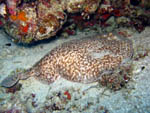 Torpedine - Rasdhoo Atoll - Maldves - April 2008