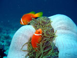 Clown Fishes with Anemone - Ari Atoll - Maldives - April 2008