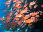 Fishes in cave - Ari Atoll - Maldves - April 2008