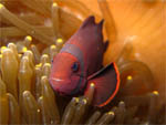 Clown fish - Mataking Island - March 2011