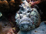Stone fish - Sibuan Island - March 2011
