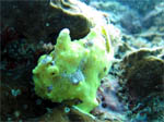 Frog Fish - Sibuan Island - March 2011