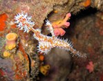 Ghost Pipefish Yellow - South Thailand - January 2012