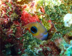 Similan Islands - Jan 2008- 