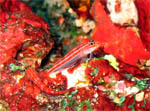 Similan Islands - Jan 2008- 