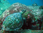 Tartaruga - Elephant Head - Similan Islands - Jan 2008- 