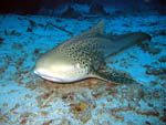 Leopard Shark - Koh Tachai - Andaman Sea - Thailand - Jan 2008