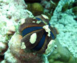 Jewel Box Sea Urchin - North Point - Simila Islands- Jan 2008