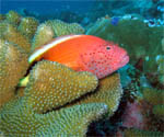 Pesce Falco - Similan Islands - Jan 2008