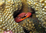 Hard Coral Crab - Koh Bon - Andaman Sea - Thailand - Jan 2008