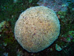 Flower Urchin - VERY DANGEROUS - Koh Tachai - Andaman Sea - Thailand Jan 2008