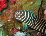 Zebra Moray - Murena Zebra -  Richelieu Rock - Andamand Sea - Thailand - Jan 2008