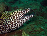 Leopard Moray - Murena Leopardo - Bongsoong Wreck - Khao Lak - Andaman Sea - Thailand Jan 2008