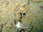 Shrimp - Bongsoong Wreck - Khao Lak - Andaman Sea - Thailand Jan 2008