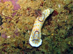 Nudibranch - Bongsoong Wreck - Khao Lak - Andaman Sea - Thailand Jan 2008