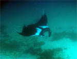 Manta Ray - Racha Noi Island - Andaman Sea - Thailand - Jan 2008