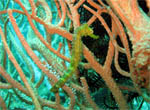 Thorny Sea Horse - Shark Point - Andaman Sea - Thailand Jan 2008