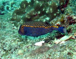 Adult Box Fish - Koh Racha Noi - Andaman Sea - Thailand