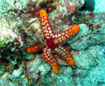 Sea Star - Koh Racha Noi - Andaman Sea - Thailand