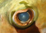 CloseUp Fish's Eye - Koh Racha Noi - Andaman Sea - Thailand