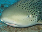 Leopard Shark closeup - Similan Islands - Jan 2008