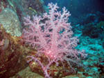 Soft Coral - Similan Islands - Jan 2008