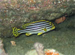 Dolcilabbra - Similan Islands - Jan 2008