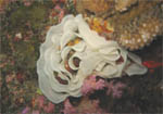 Nudibranch's Eggs - King Cruiser - South Thailand - Jan 2008