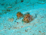 Blue spotted stingray's eyes - East of Eden - Similand Island Thailand Feb 2009