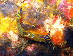 Nudibranch - Koh tachai - Thailand