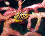 Tiger Egg Cowrie - Richelieu Rock - Thailand - February 2009