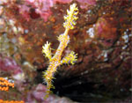 Ghost Pipefish - Richelieu Rock - Thailand - Feb 2009