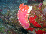 Ballererina spagnola - Nudibranch - Similan Island - Thailand