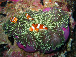 Magnificent Anemone with clown fishes - Similand Island - Thailand