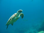 Green Turtle - Shark Fin reef - Similand Island - Thailand Feb 2009